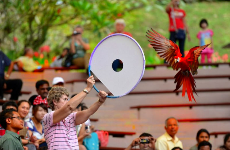 Bird Shows at Jurong Bird Park