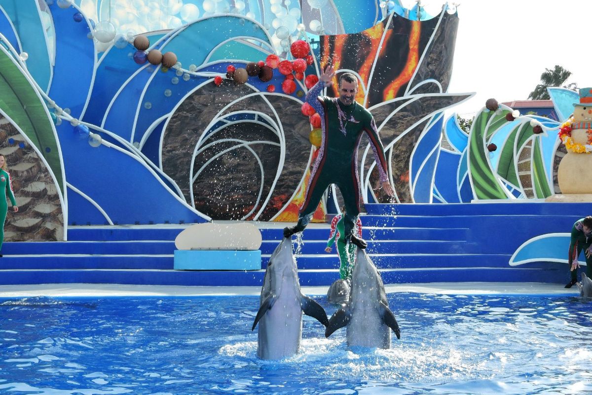 Dolphin Show