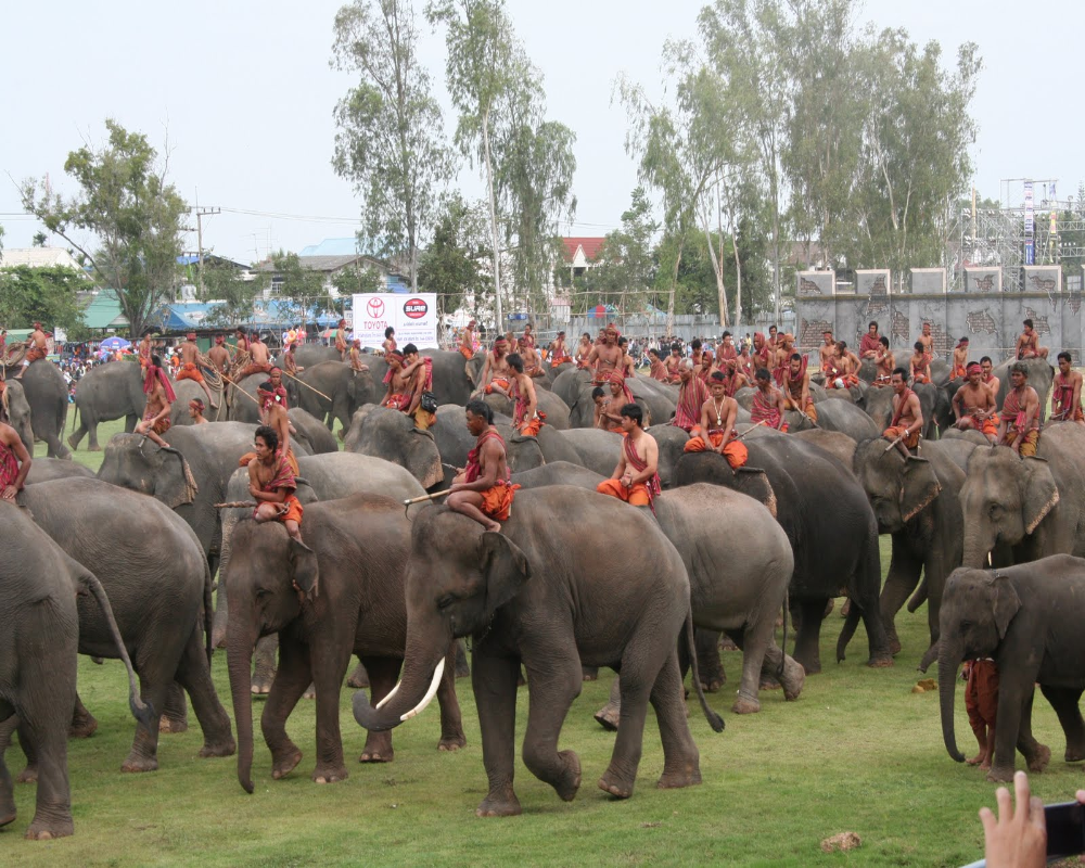 Surin Elephant Festival