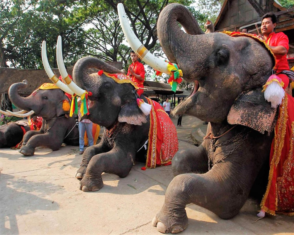 Elephant festival