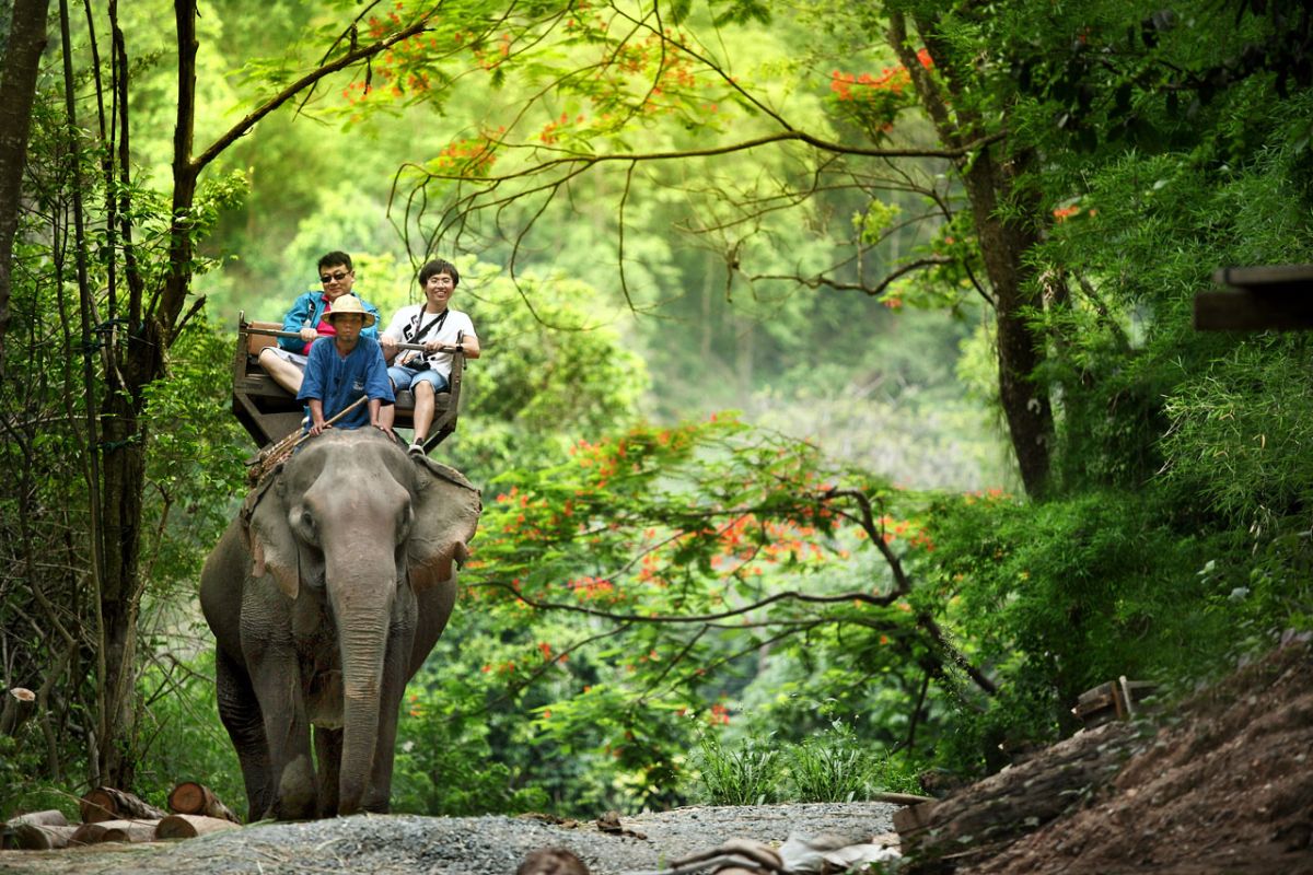 Elephant Trekking