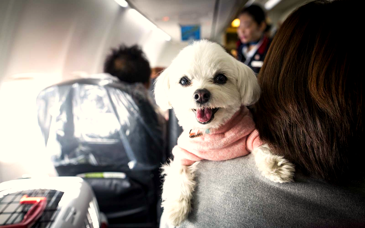 traveling with your dog