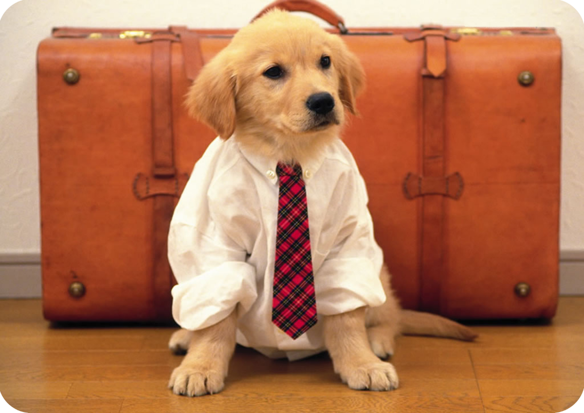 travelling with your dog