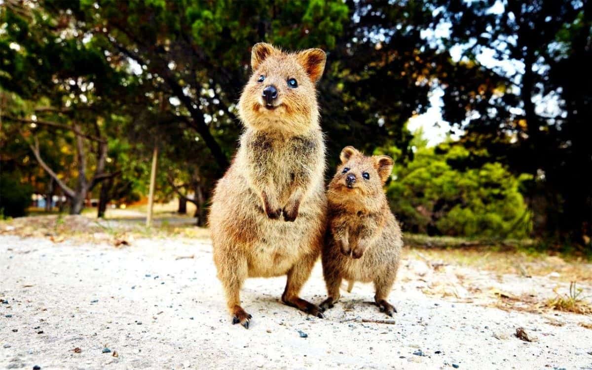 Western Australia 