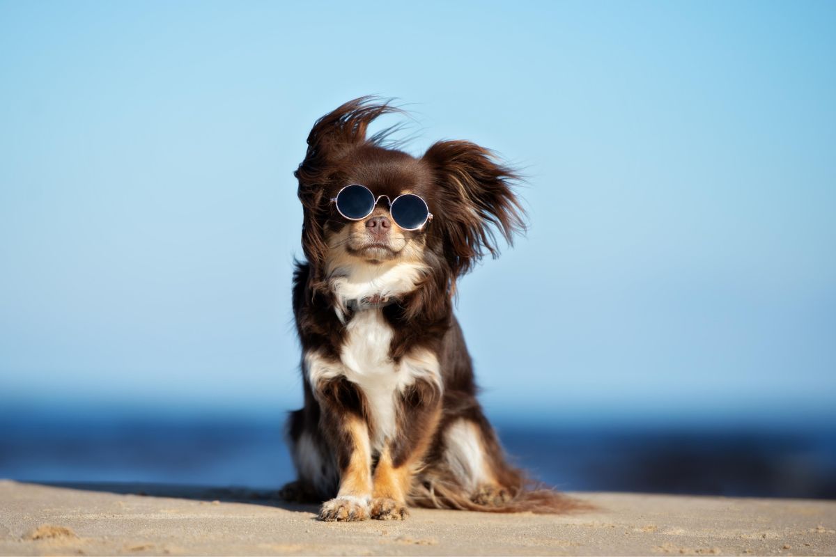 dog friendly vacation ideas California