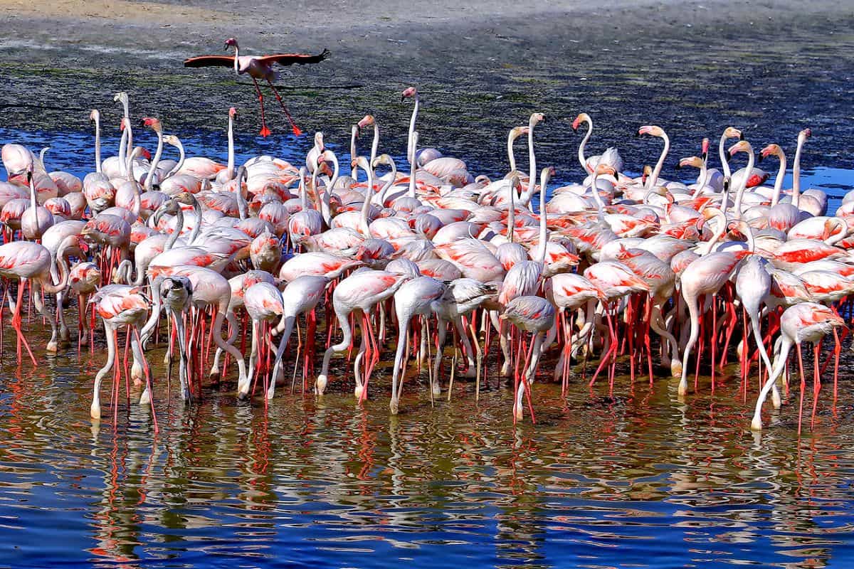 free things to do in Dubai