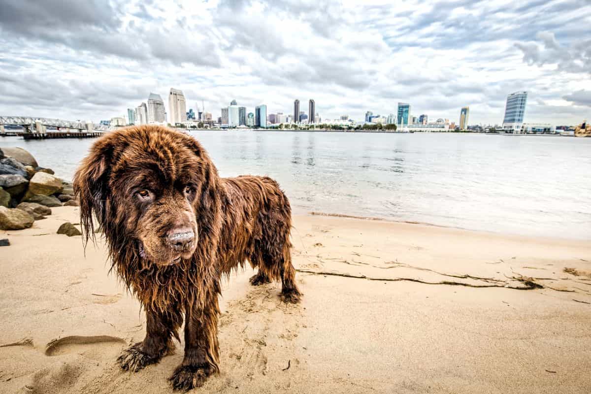 dog friendly vacation ideas California