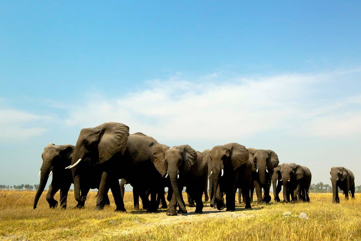 wildlife adventure tours 