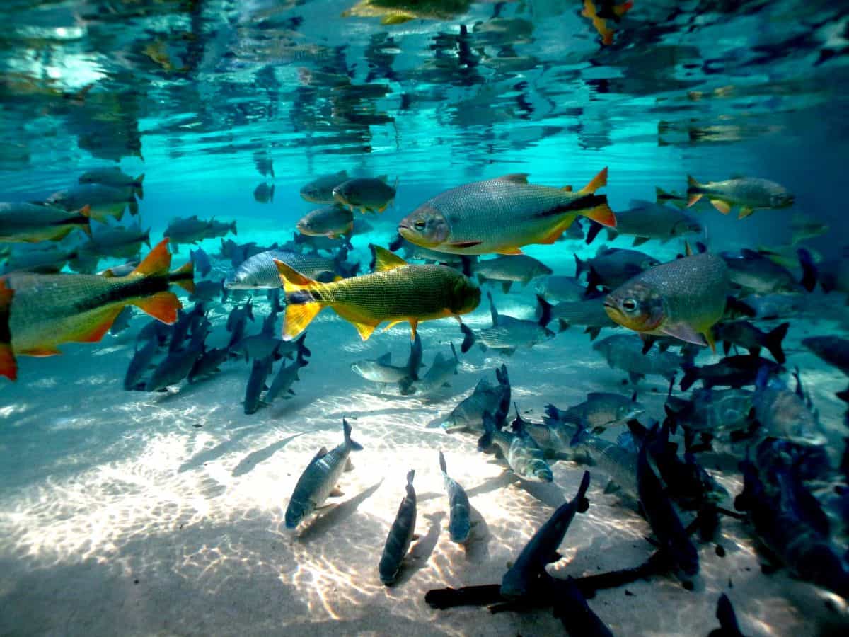 best things to do in Bonito