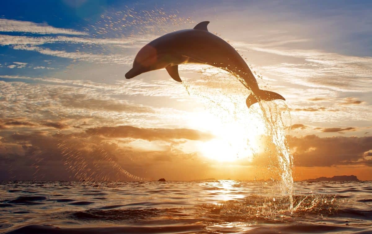 best things to do in Maldives
