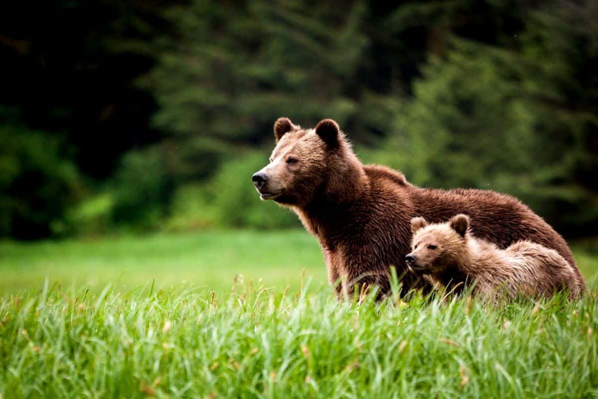 wildlife adventure tours 