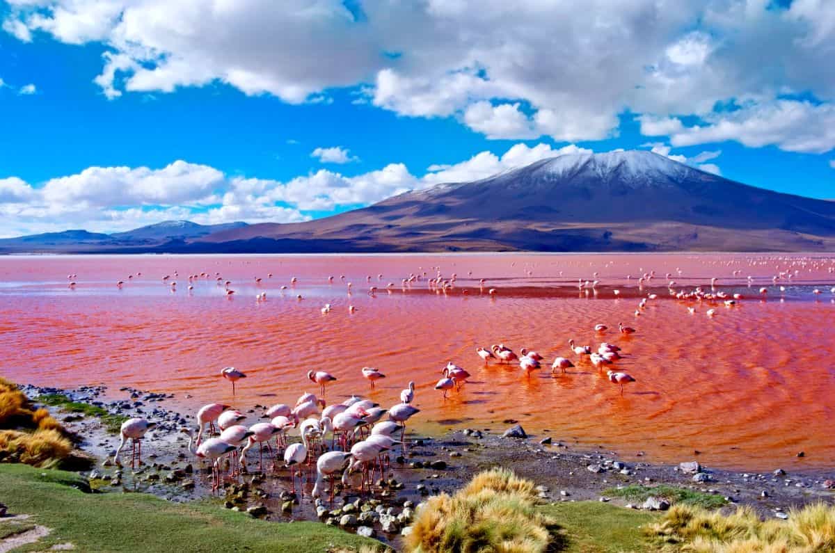 pink lakes around the world