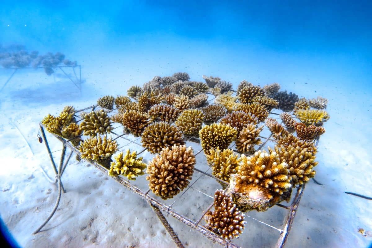 best things to do in Maldives