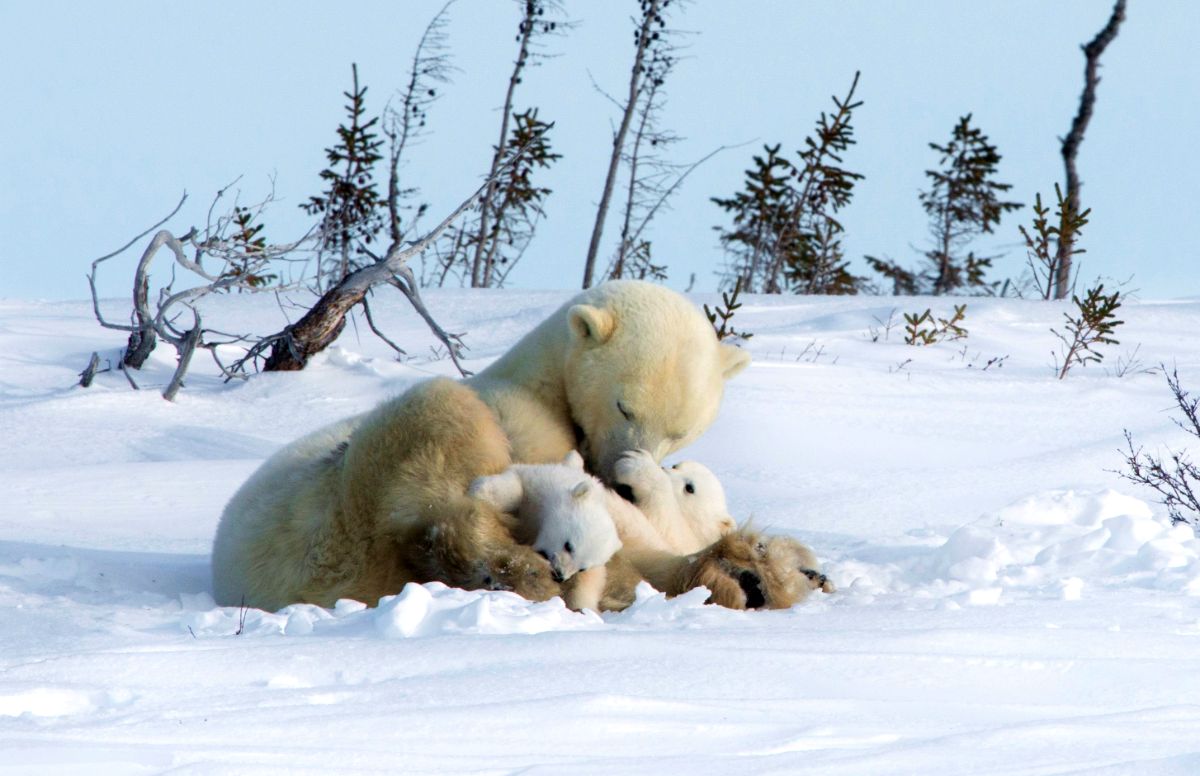 wildlife adventure tours 