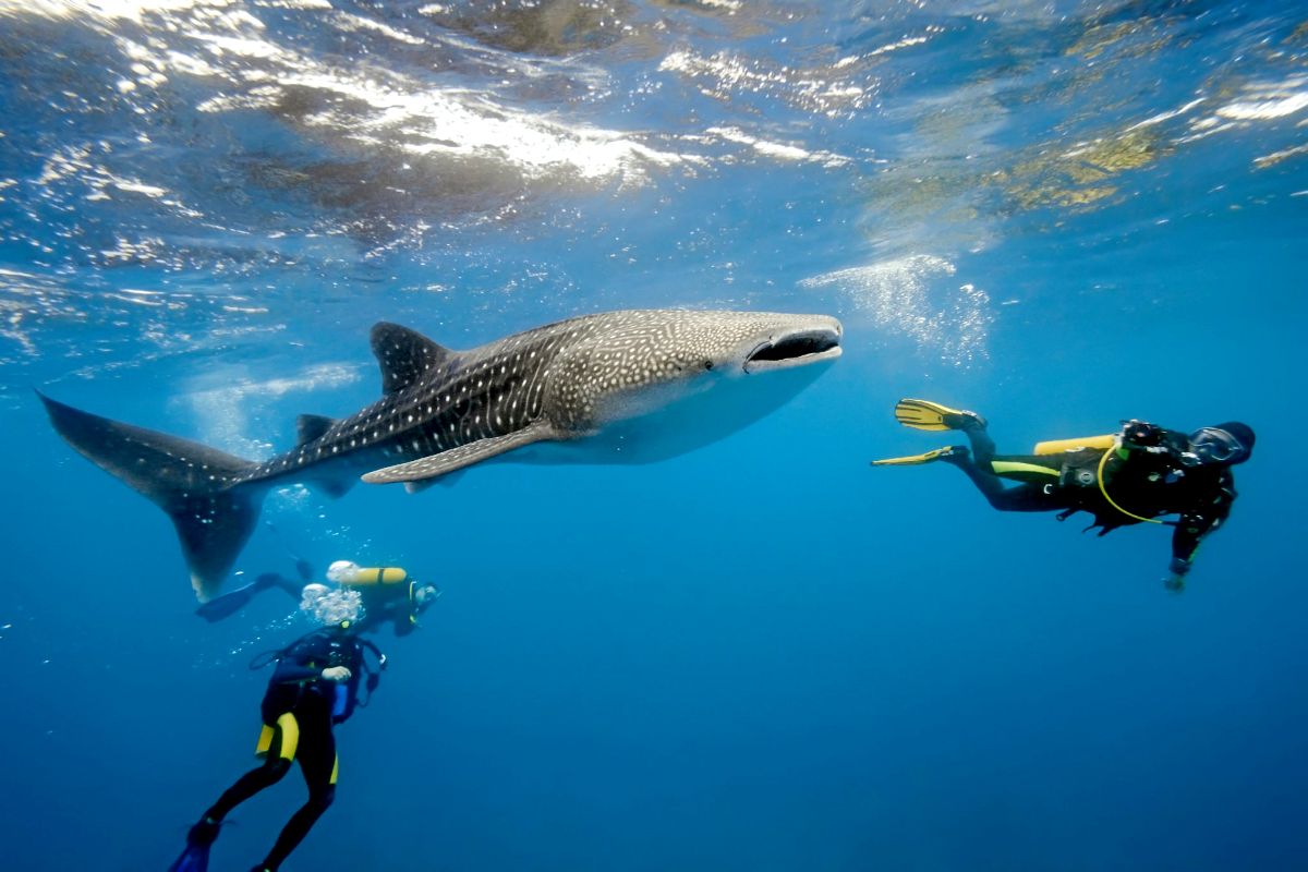 best things to do in Maldives