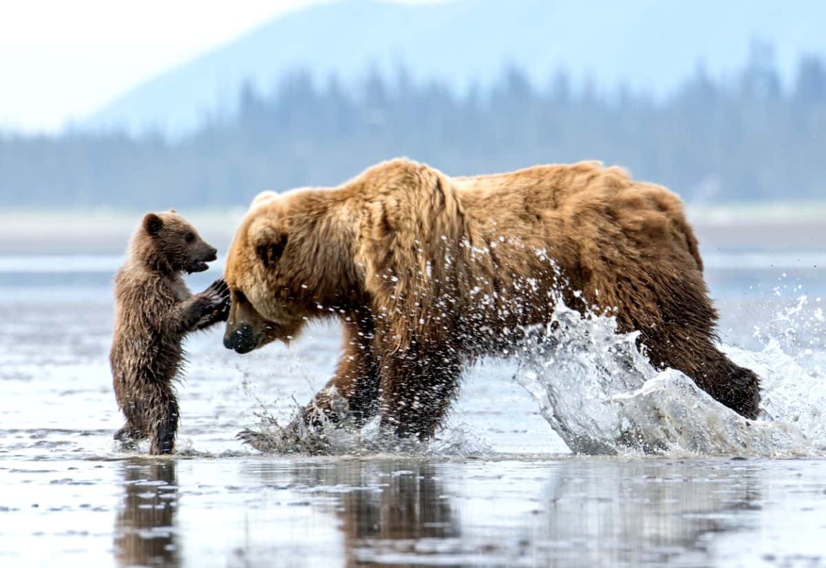things to know about Alaska