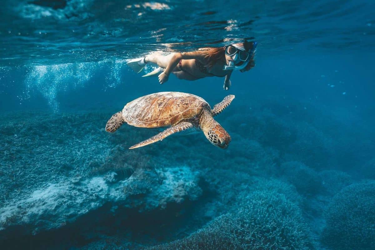 Whitsunday Islands turtles 
