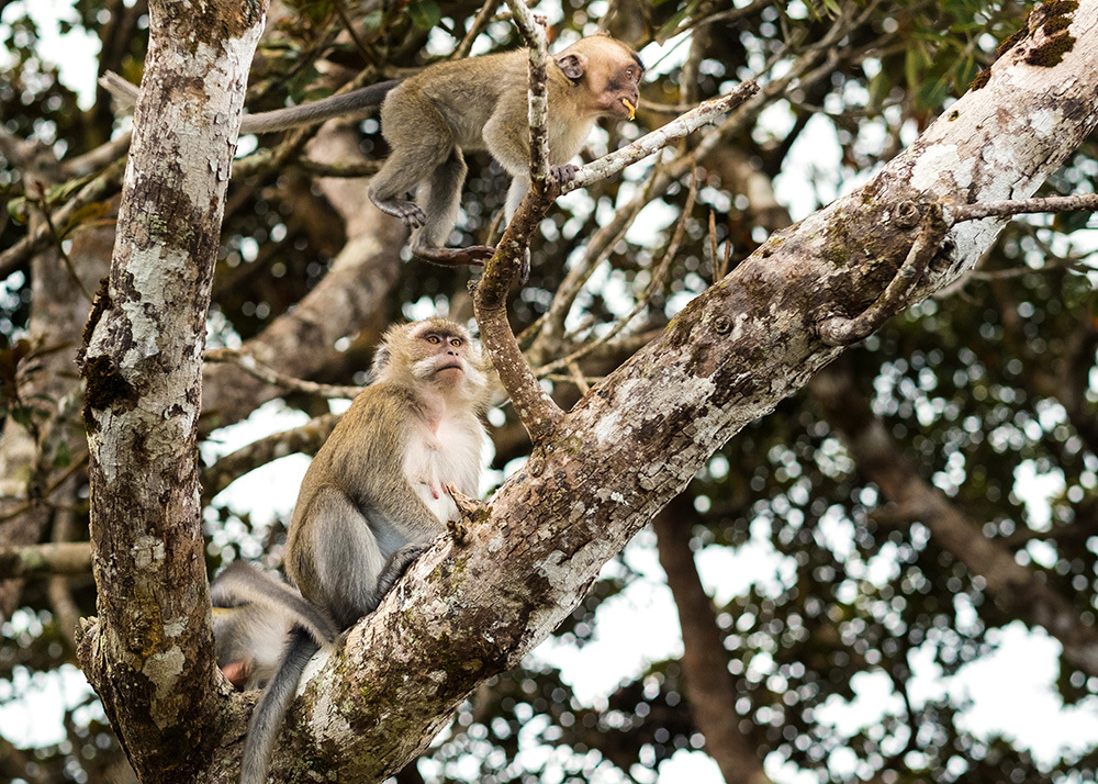 Best Wildlife Attractions in Hong Kong