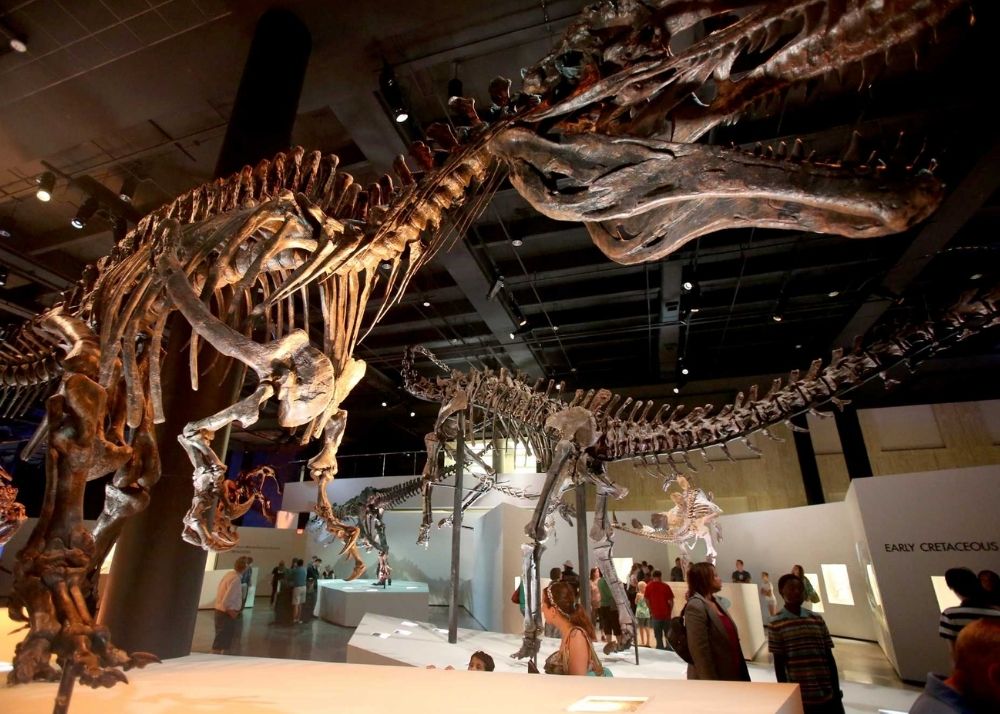 Museum Of Natural Science
