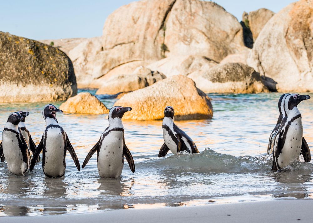 Best places to visit in Cape Town