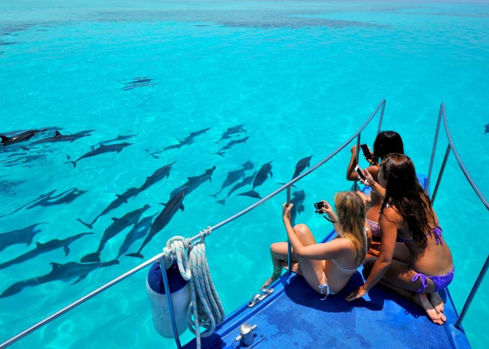 dolphine safari Maafushi