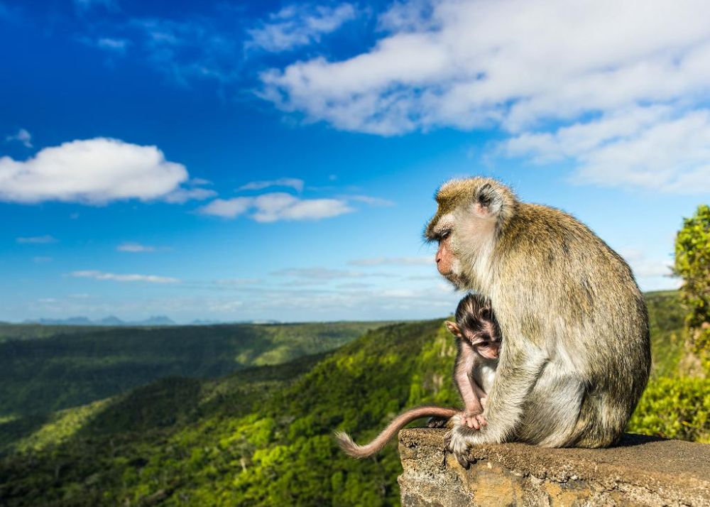 Plan a Trip to Mauritius