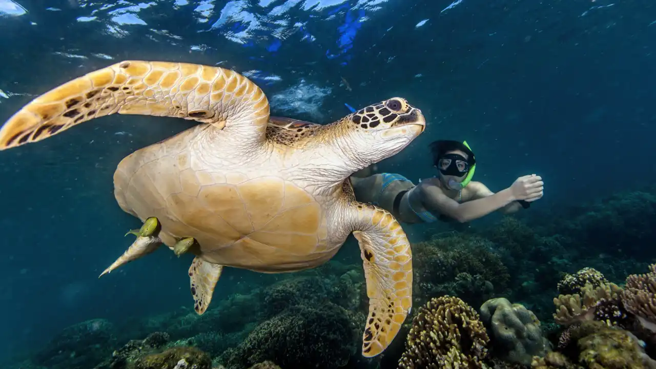 Great Barrier Reef, Australia