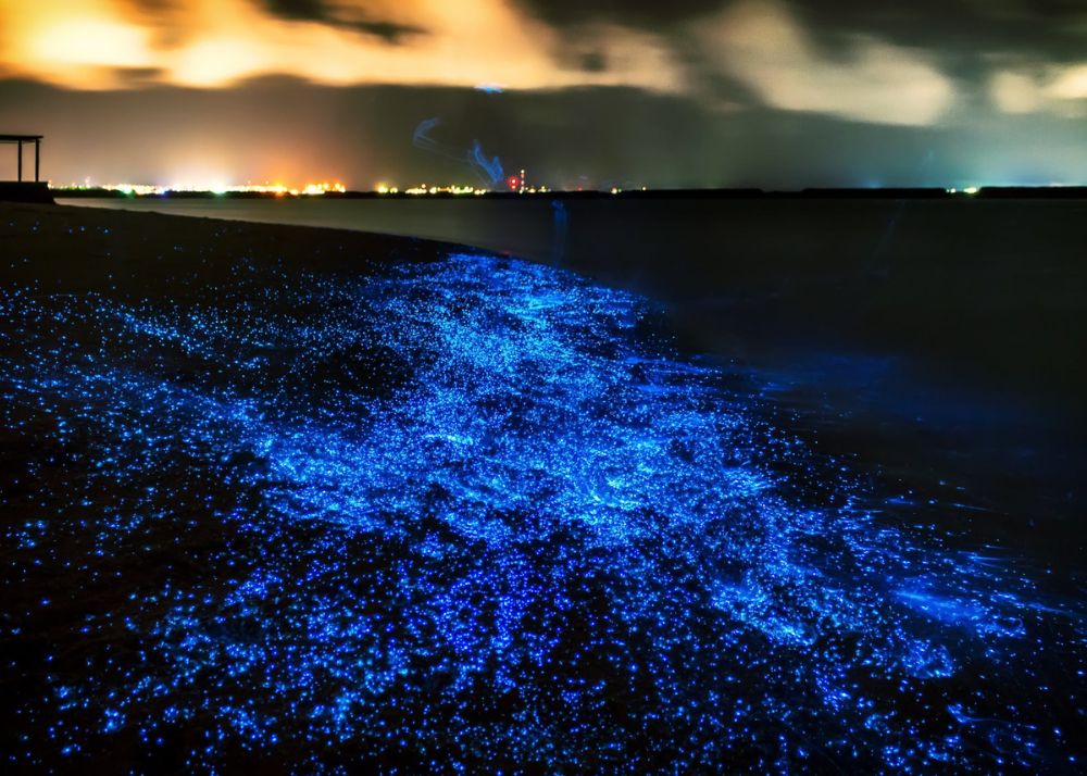 Glowing Beaches Across the world