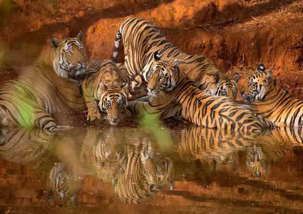 Bandhavgarh, Madhya Pradesh