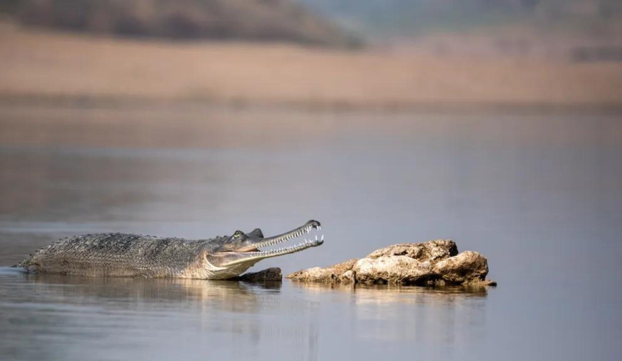Chambal River Basin