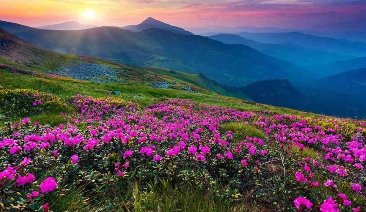 India: The Valley of Flowers Festival
