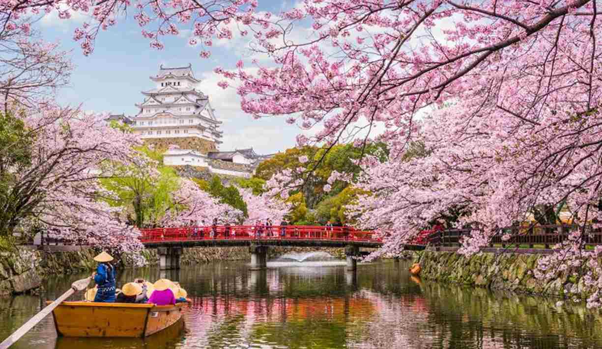 Japan's Cherry Blossom Festival