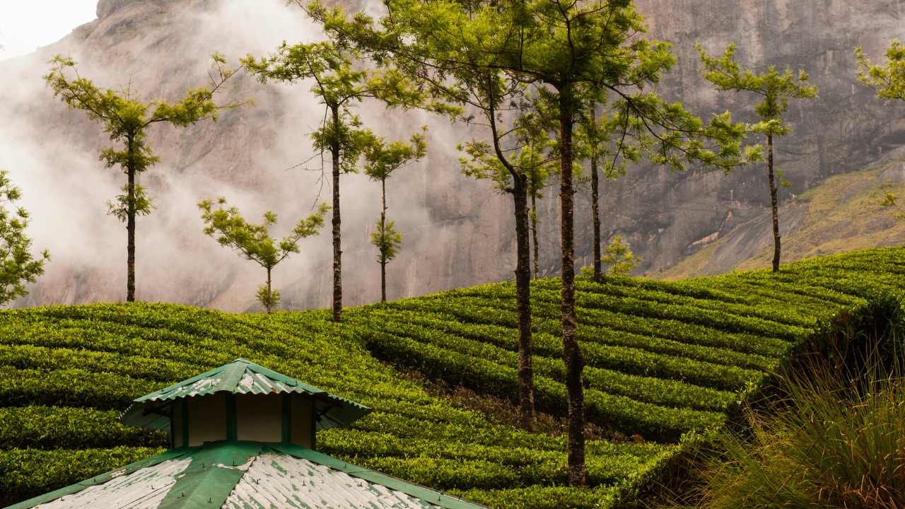 Munnar, Kerala
