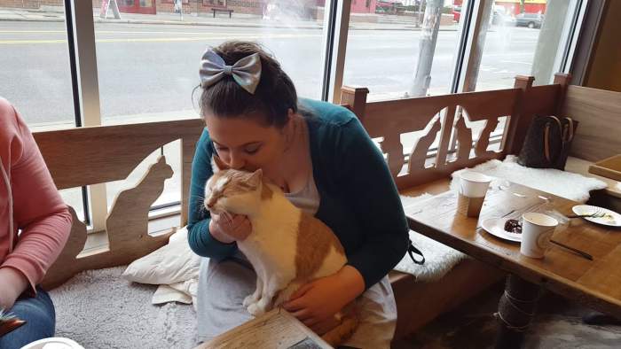 Seattle Cat cafe