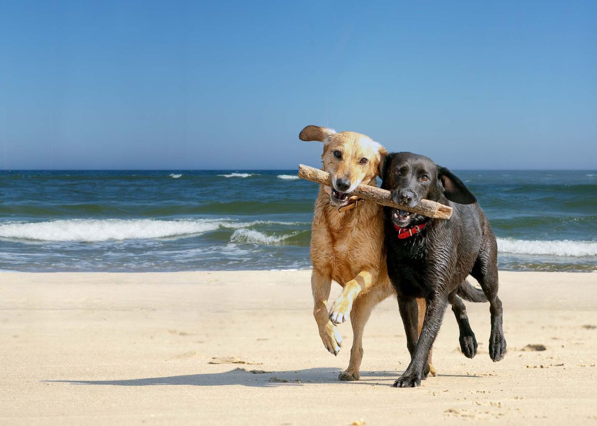 dog friendly vacation ideas California