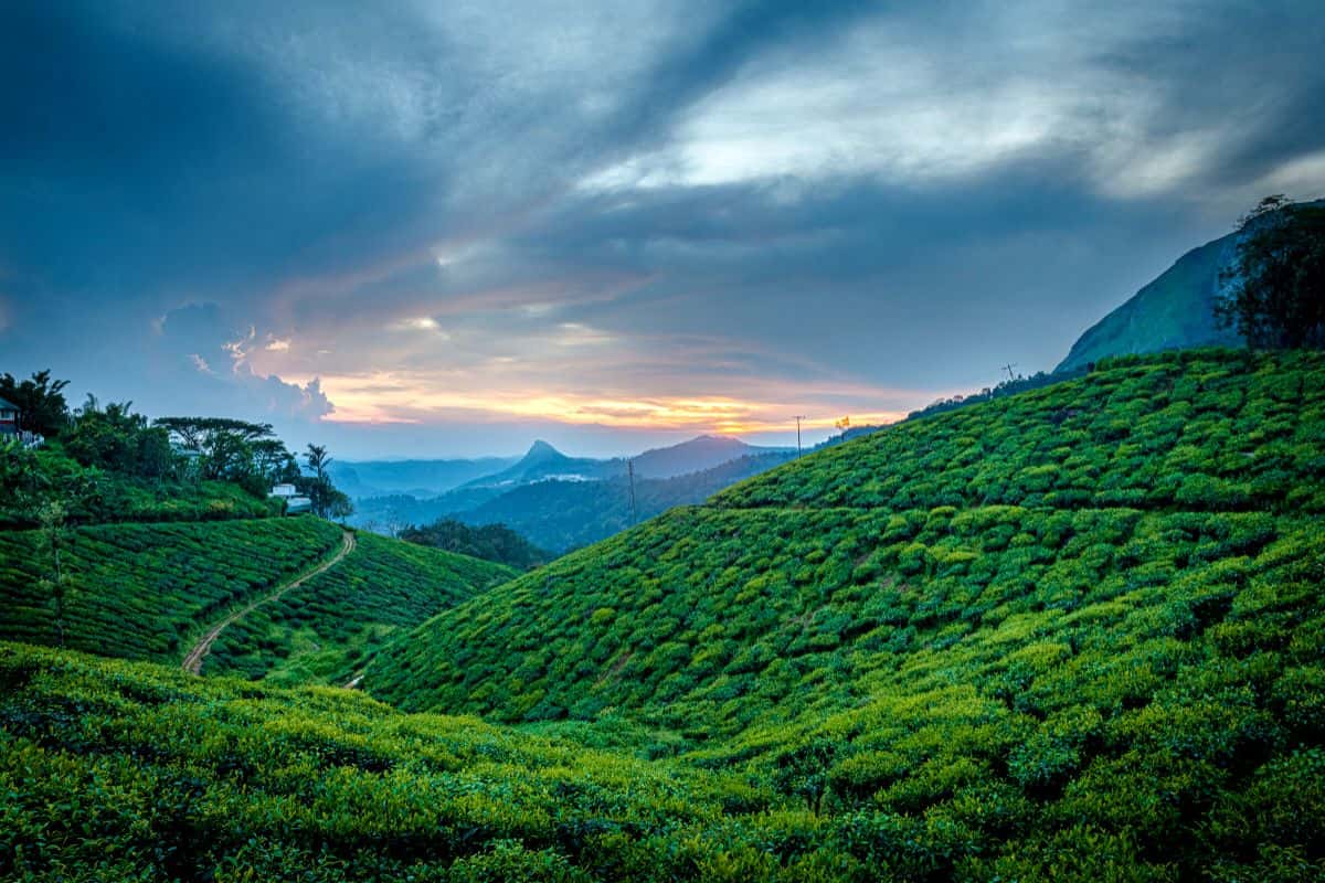 Munnar in December