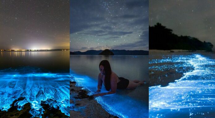 Glowing beaches in the world