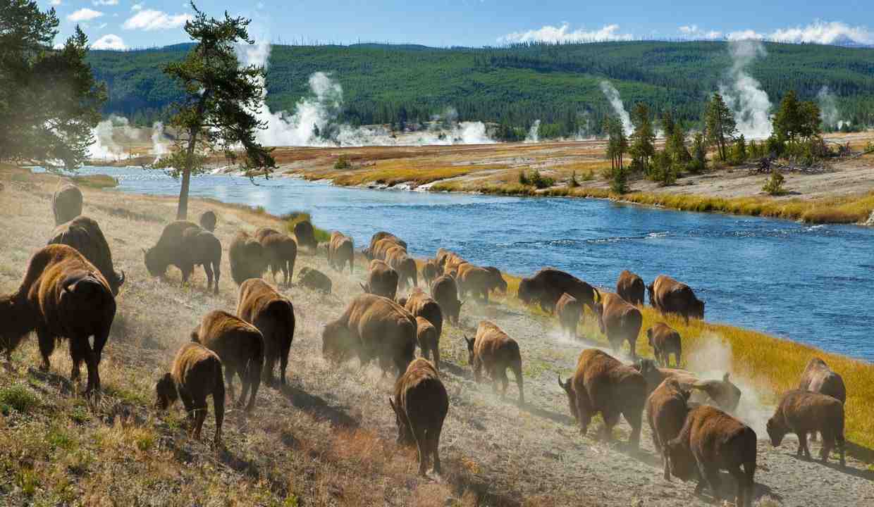 Yellowstone National Park, USA