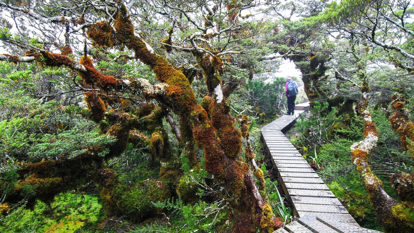 Overland Track – Tasmania, Australia