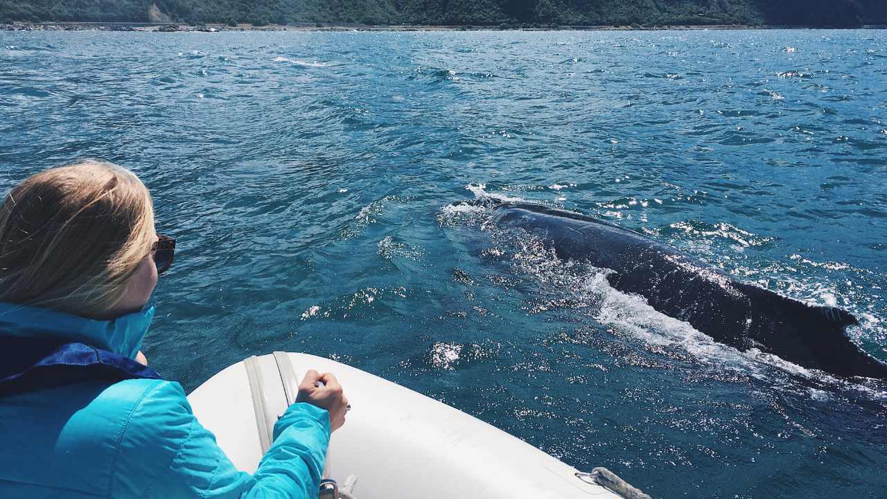 Whale Watching
