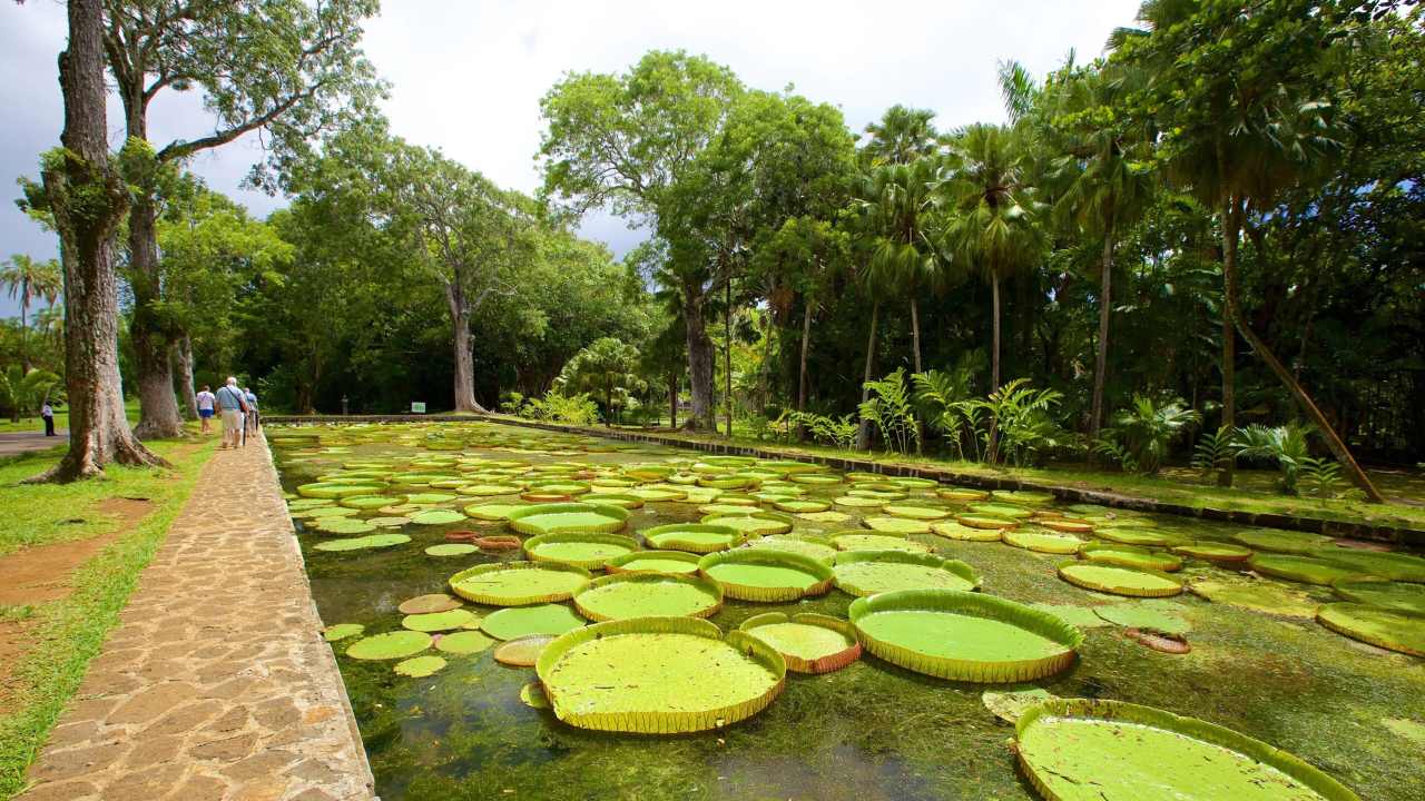 Sir Seewoosagur Ramgoolam Botanical Garden